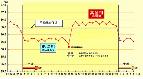 生理直後 妊娠