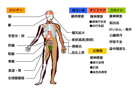 中枢神経系 (CNS)